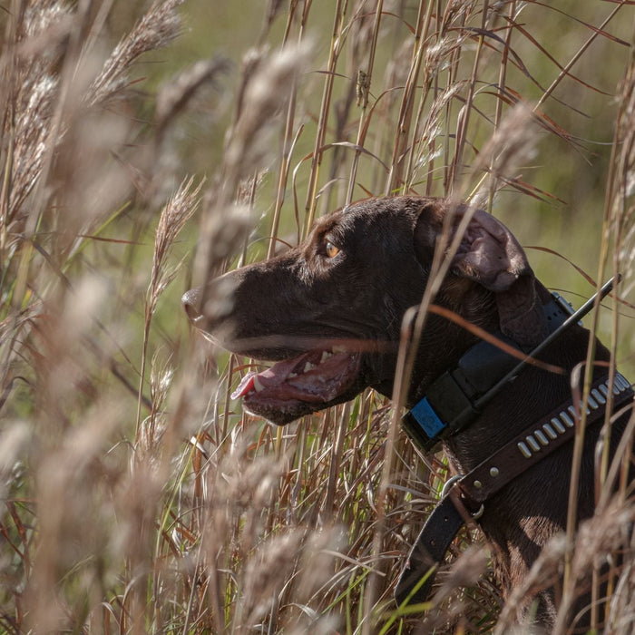 Hunting Dog E Collar
