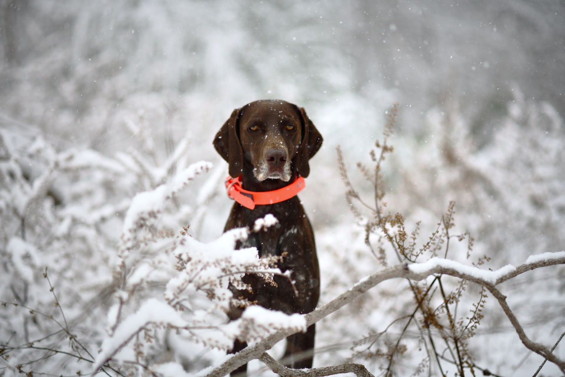 Hunting Dog Boots
