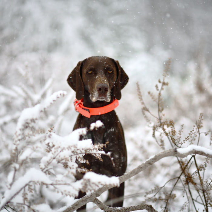 Hunting Dog Boots