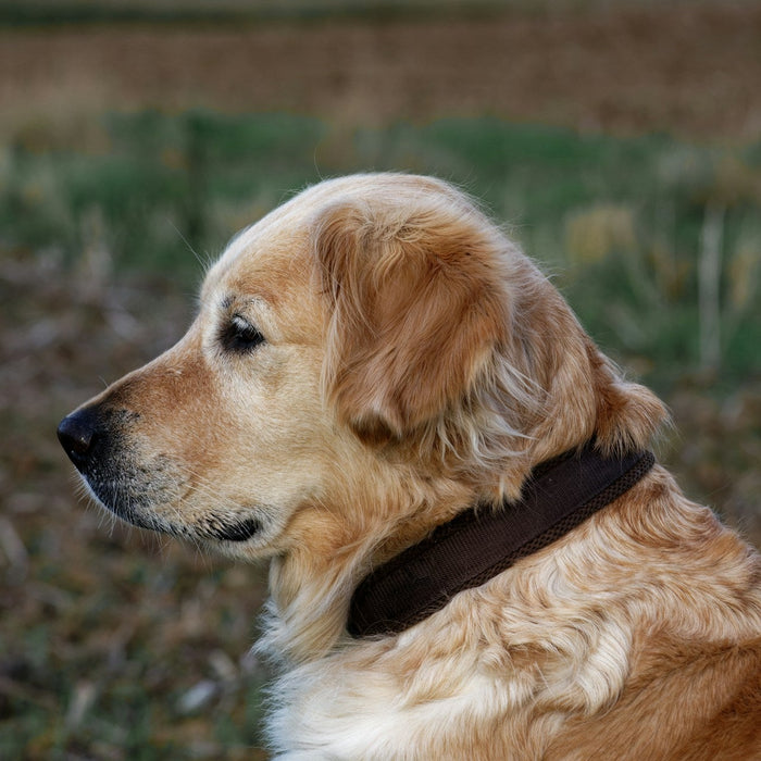 Dog Training