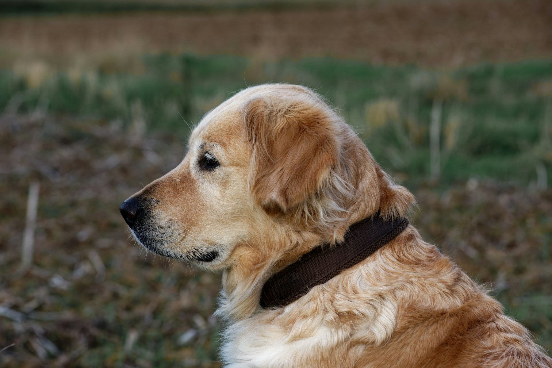 Dog Training