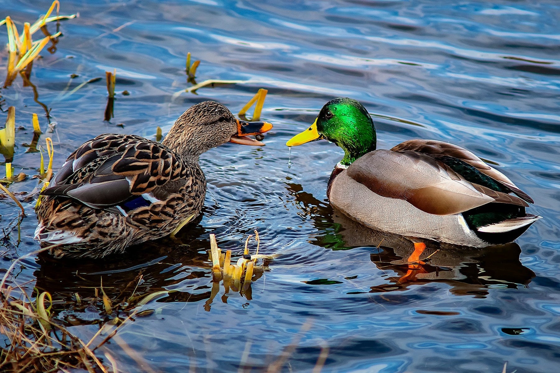 Ducks