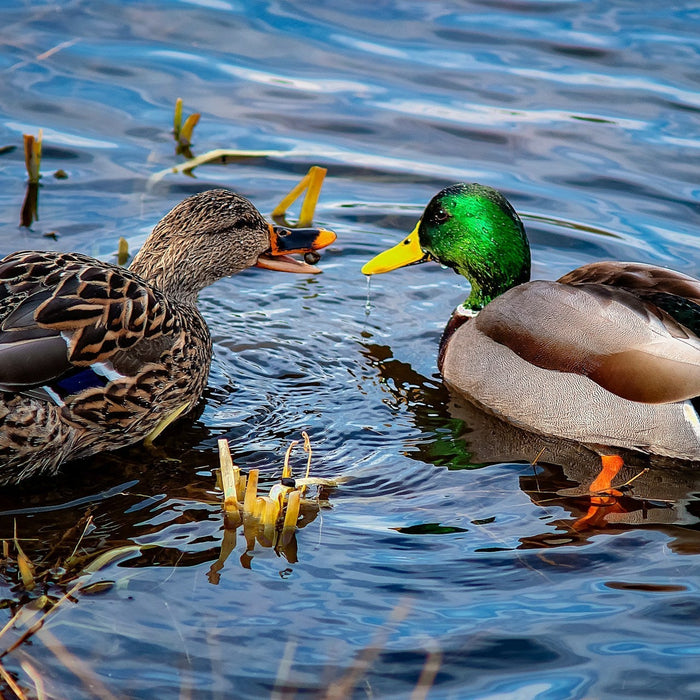 Ducks