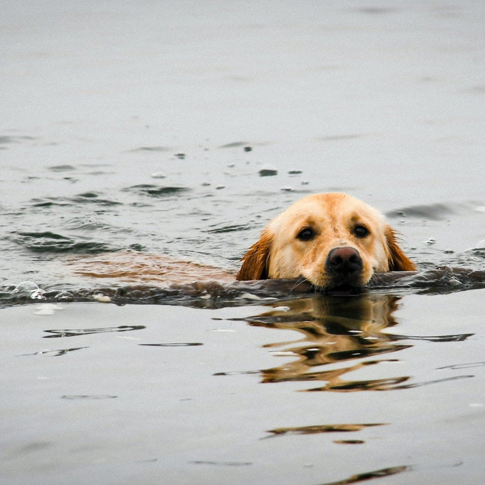 Duck Dogs