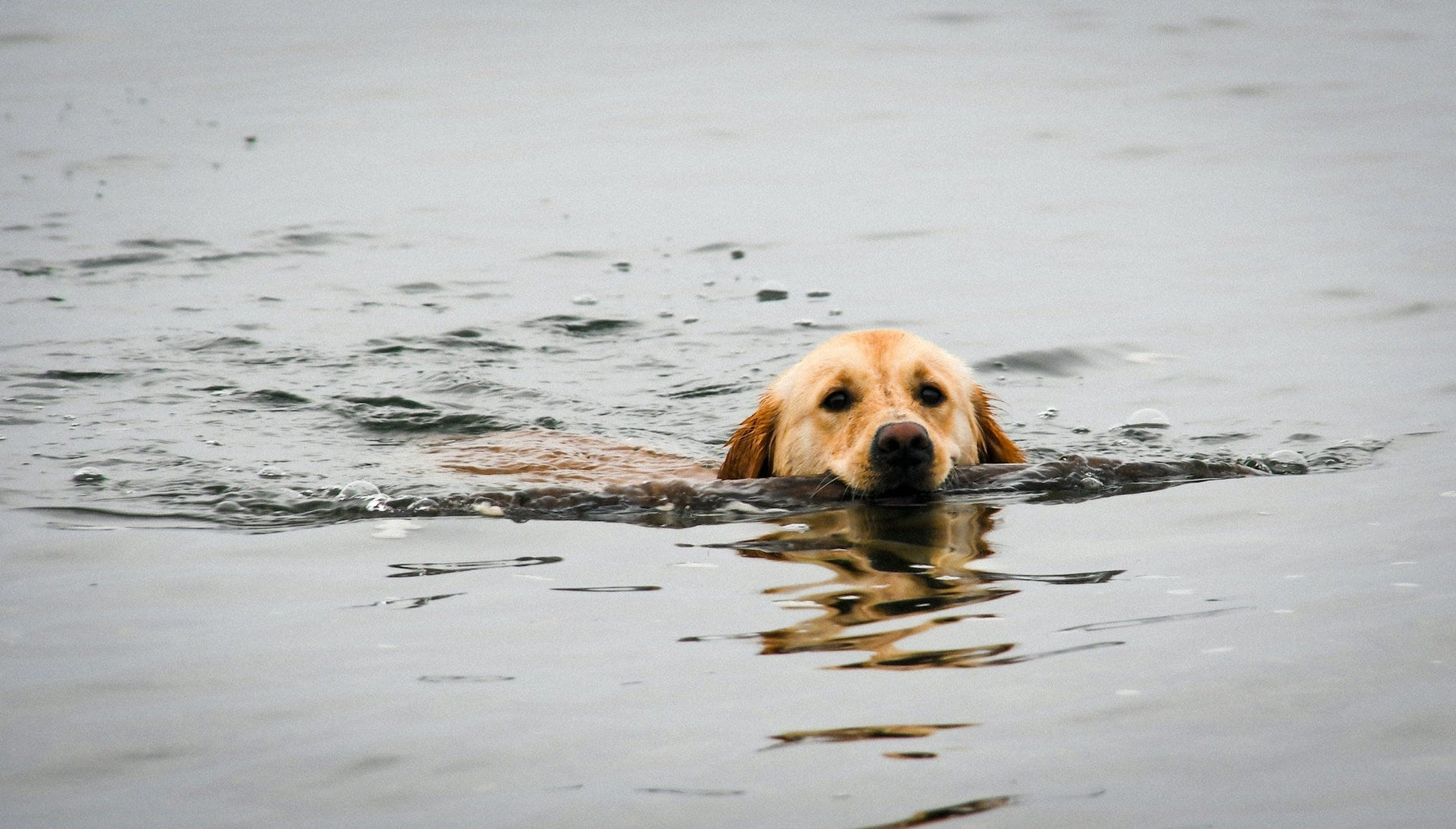 Duck Dogs