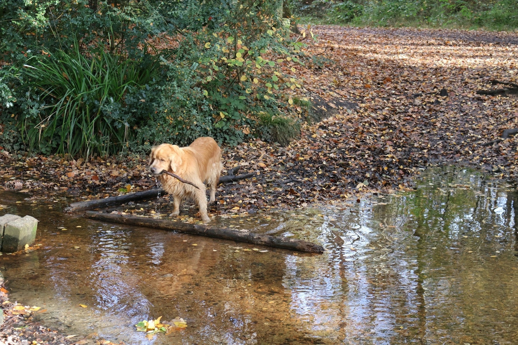 Dog Training 