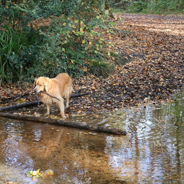 Dog Training 