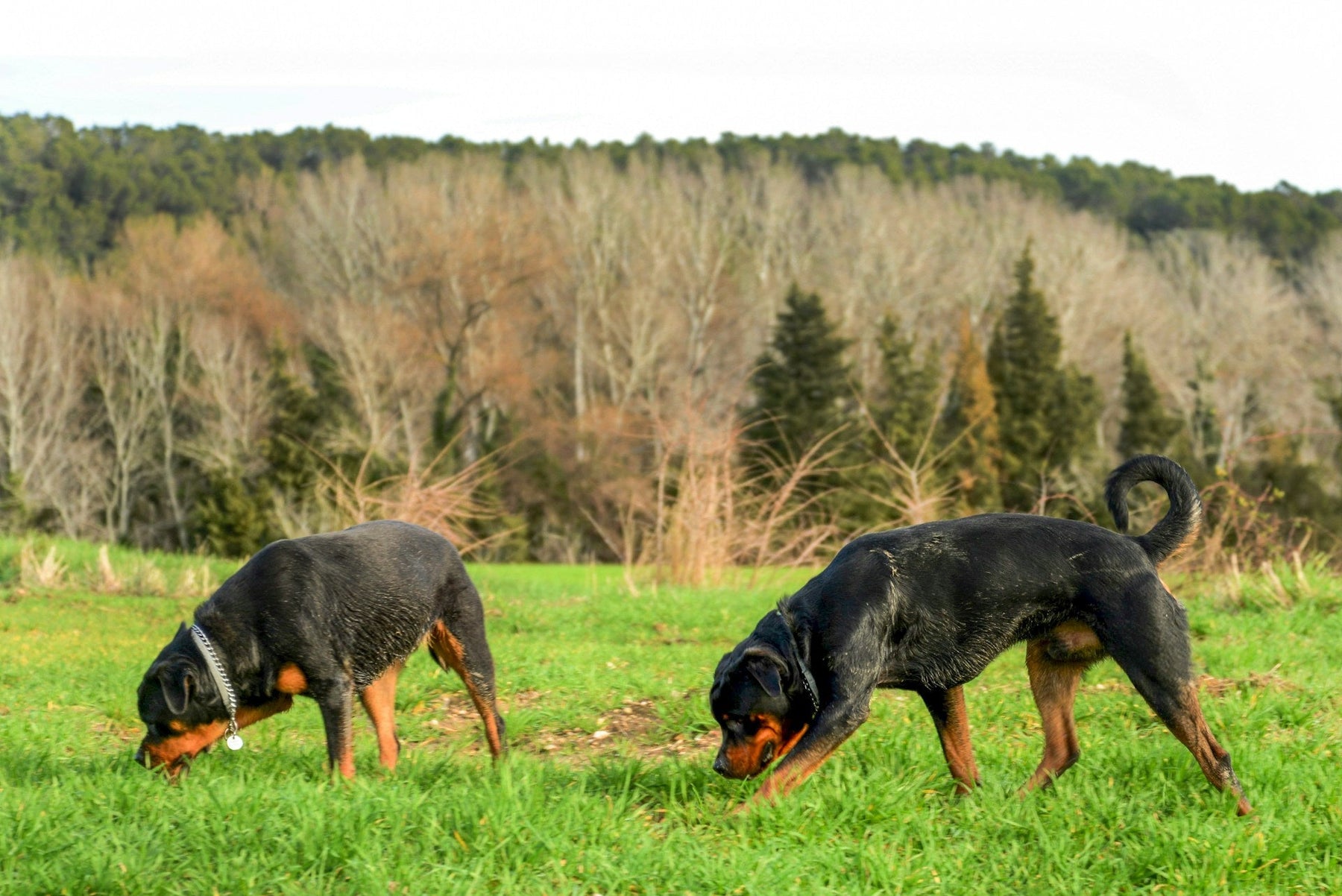 hunting dogs