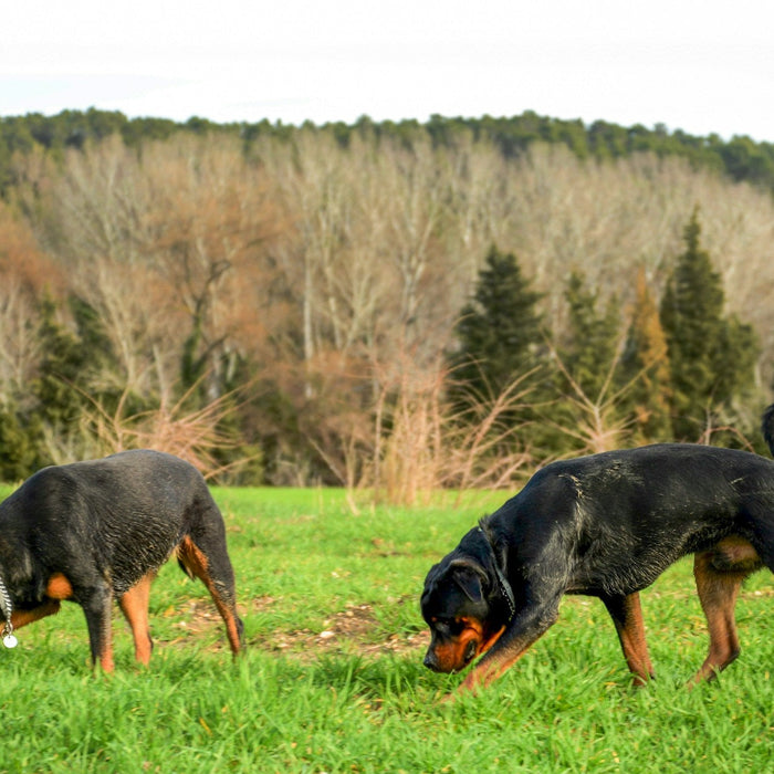 hunting dogs