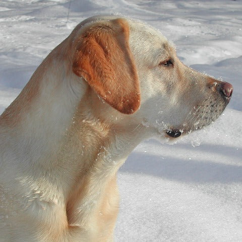 No is arguably the most important command in dog training.