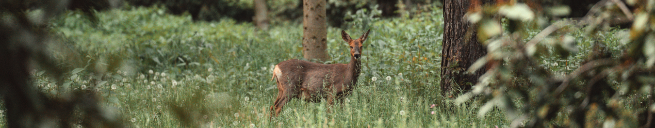 Trail Camera Mounting and Security Boxes