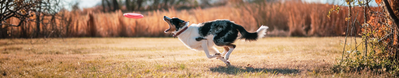 Dog Toys