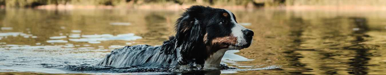 Dog Vests & Chest Protectors