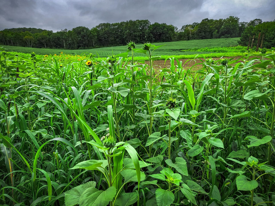 Dirty Bird™ Food Plot Seed