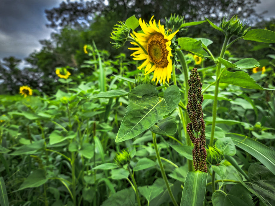 Dirty Bird™ Food Plot Seed