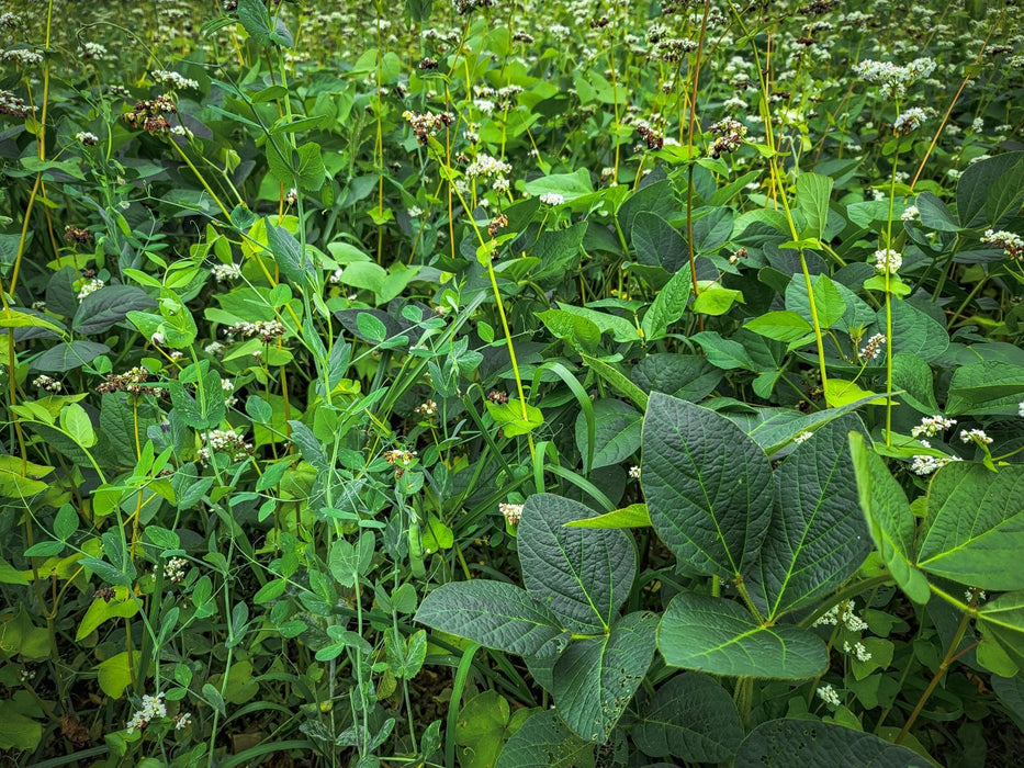 Motherload™ Food Plot Seed