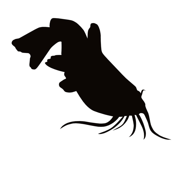 Catfish Fishing Window Decal – Catfish Fishing Window Sticker – 1271