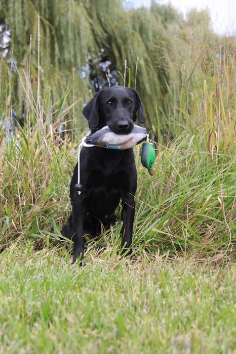 HuntEmUp Premium Duck Dog Training Dummy Retrieving Dog Duck Bumper Retriever Fowl Dead Mallard