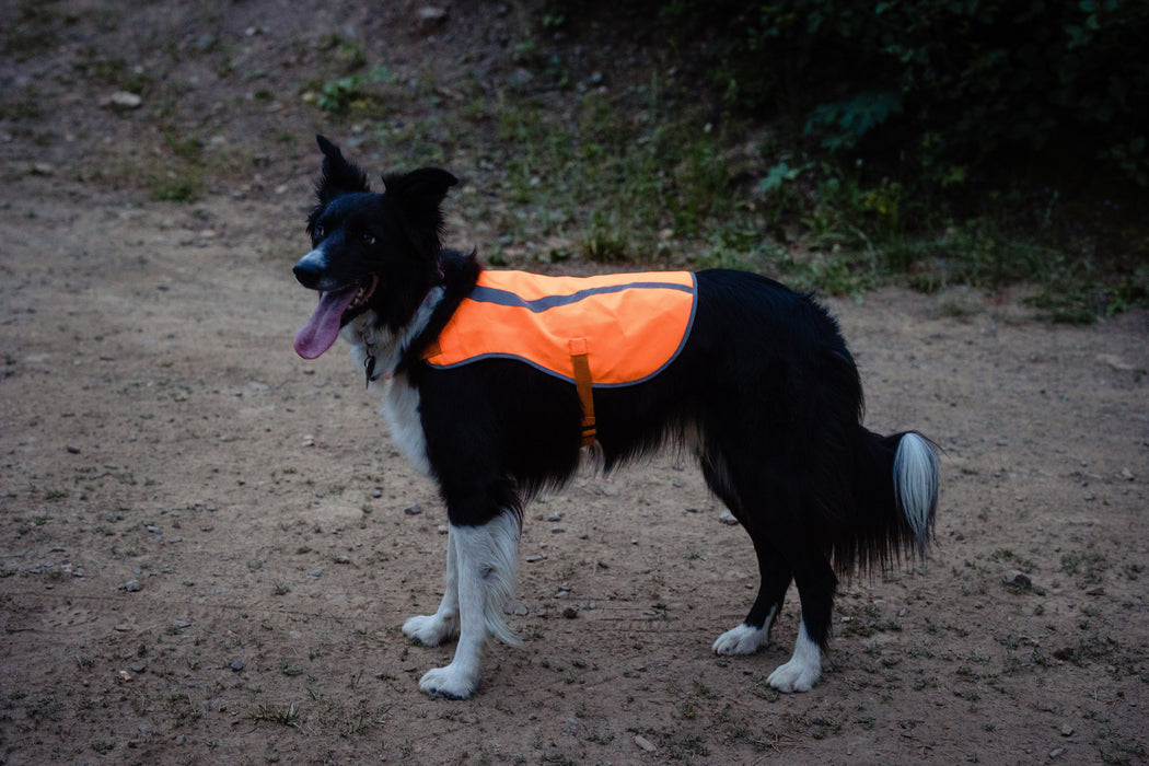 Orange Aglow Dog Safety Vest | Blaze Orange Reflective Dog Vest