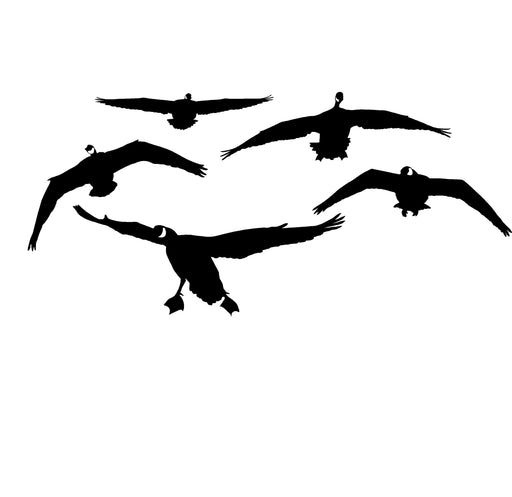 Canadian Geese, From The Front Decal