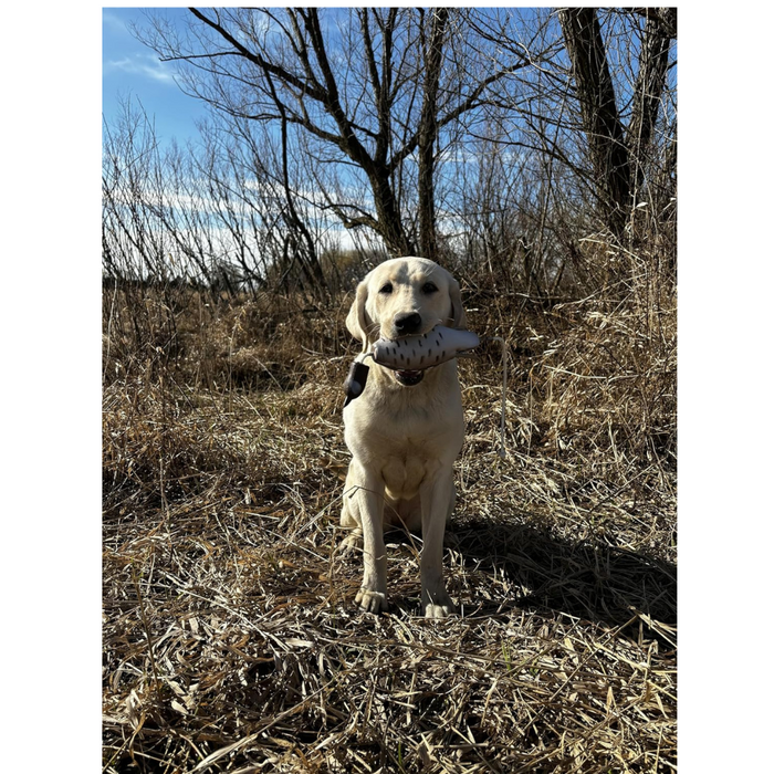 Ultimate Quail Dog Training Scent