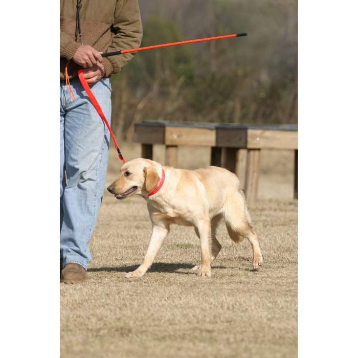 Avery Trainer's Heeling Stick