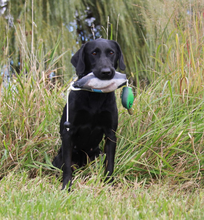 HuntEmUp Mallard Training Bundle - Dead Fowl Mallard Dummy & Concentrated Waterfowl Dog Training Scent