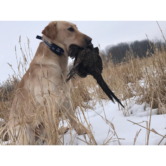 Ultimate Pheasant Dog Training Dummy