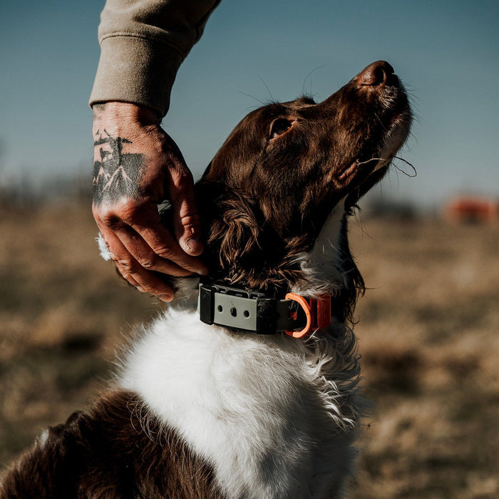 Hoss Straps Training Collar Setup