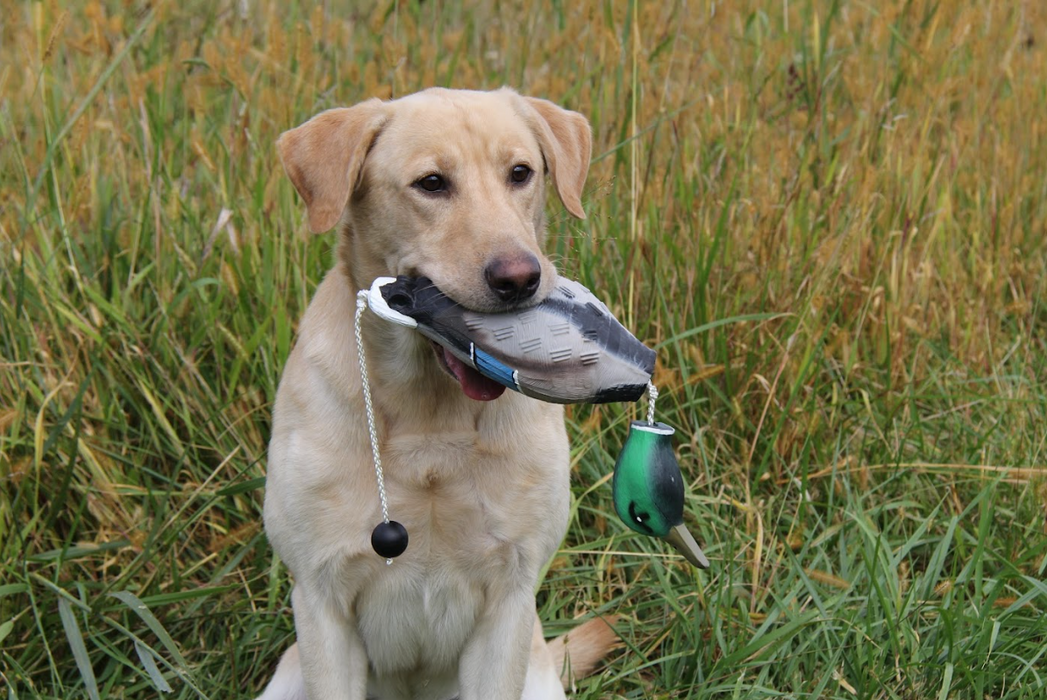 HuntEmUp Premium Duck Dog Training Dummy Retrieving Dog Duck Bumper Retriever Fowl Dead Mallard