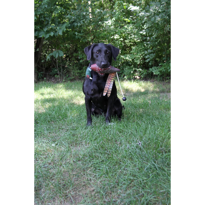 Ultimate Pheasant Dog Training Dummy