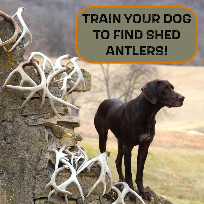 DogBone Shed Soft Retrieving Antler Shed Antler Dummy - Brown - Moore Outdoors