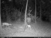 WiseEye Data Cam 2 (DC-2) Trail Camera