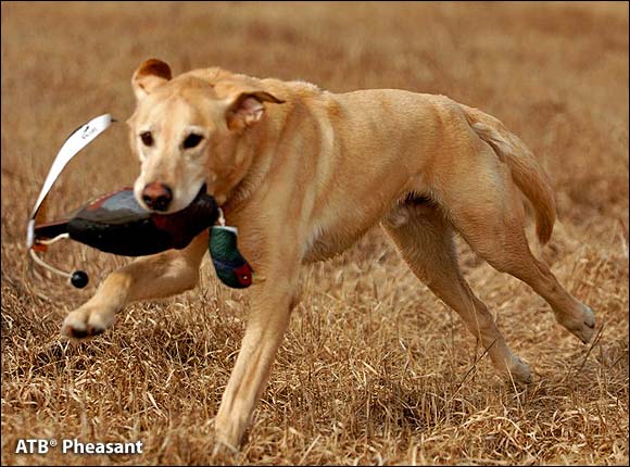 Avery EZ Bird Pheasant Dummy