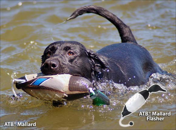 HuntEmUp Ultimate Green Winged Teal - HuntEmUp Dog Training Bird Green Wing Teal