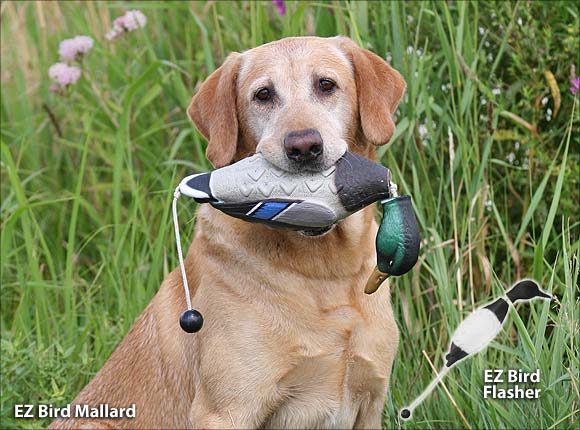 HuntEmUp Ultimate Green Winged Teal - HuntEmUp Dog Training Bird Green Wing Teal