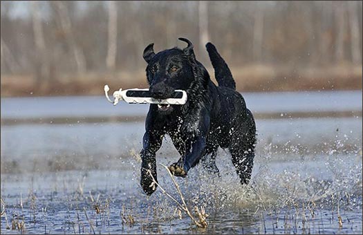 HuntEmUp Dog Training Bumper Storage Bag