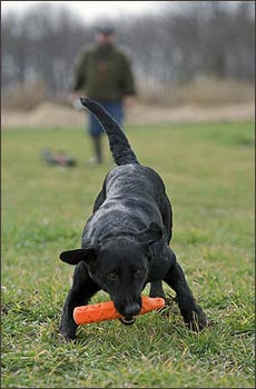 HuntEmUp Dog Training Bumper Storage Bag