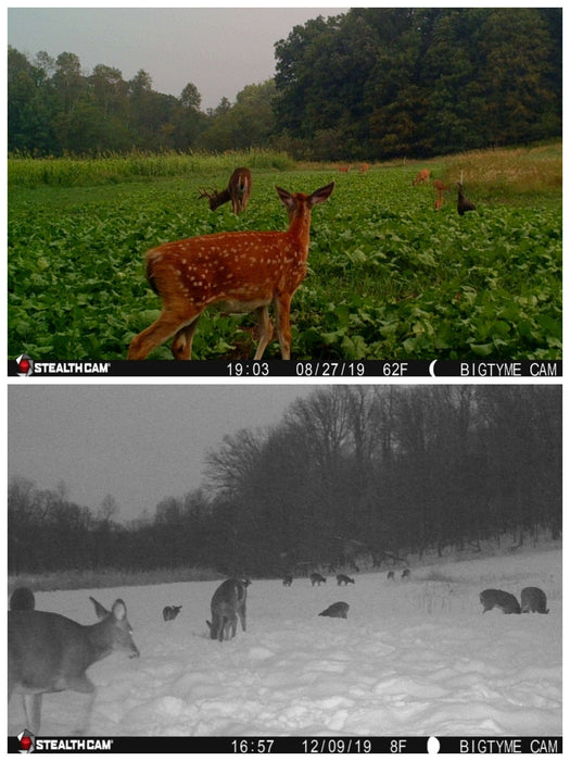 Big Sexy™ Food Plot Seed