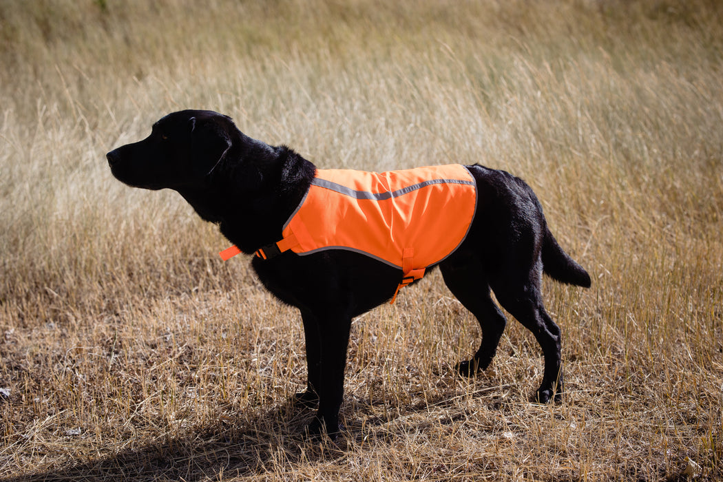 Orange Aglow Dog Safety Vest | Blaze Orange Reflective Dog Vest