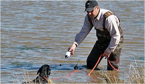 Avery Duck Dog Basics III DVD with Chris Akin