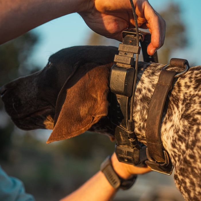 1" Replacement E-Collar Strap