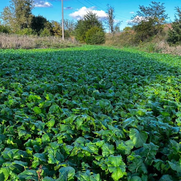 Turnips - Rolling Hills Supply