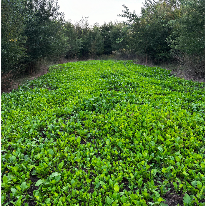 Brassicas - Rolling Hills Supply