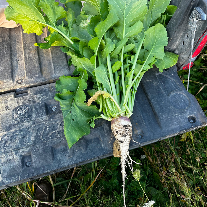 Turnips - Rolling Hills Supply