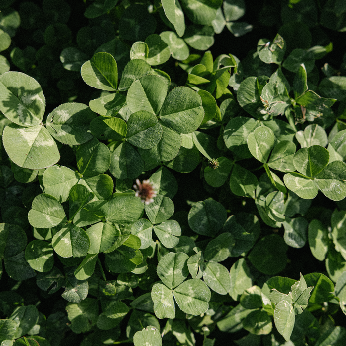 Clover - Rolling Hills Supply