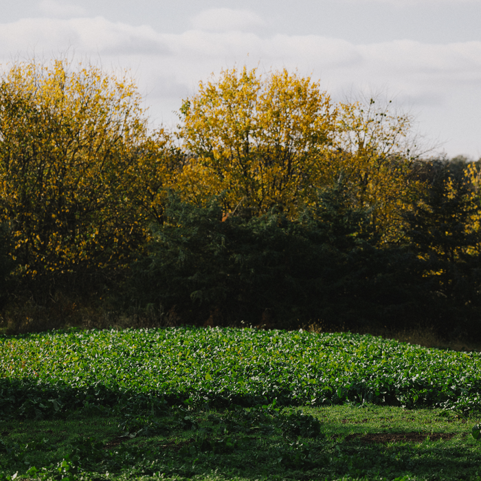 Turnips - Rolling Hills Supply
