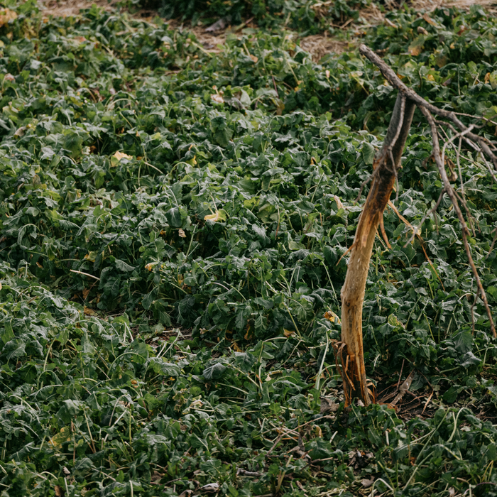 Brassicas - Rolling Hills Supply