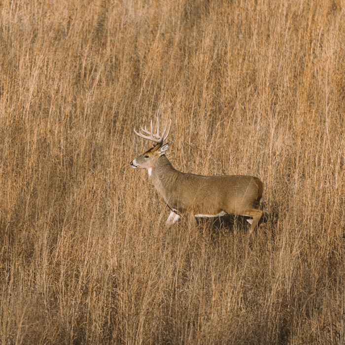 SwitchGrass - Rolling Hills Supply