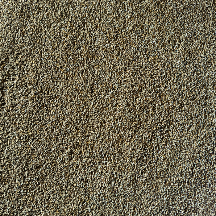 SwitchGrass - Rolling Hills Supply